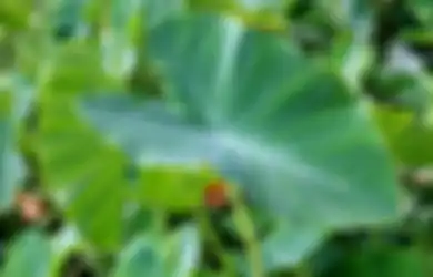 Daun Talas Ternyata Punya 9 Manfaat Luar Biasa untuk Kesehatan, dari Turunkan Tekanan Darah Tinggi Hingga Cegah Kanker