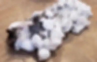 Ajaib! Tubuhnya Membeku Diselimuti Es, Kucing Ini Bisa Hidup Kembali Setelah Tubuhnya Dibersihkan