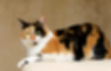 Kucing Tiga Warna; Merawat Kucing Calico yang Hamil, Lakukan Ini!