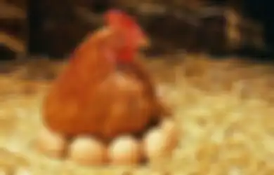 Kesal 5 Tahun Ayamnya Tak Bertelur, Wanita Ini Malah Temukan Harta Senilai Rp4 Miliar saat Sembelih Ayam Tersebut