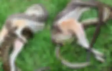 Sebuah Keluarga Panik Ketika Menemukan Ular Raksasa Menelan Hewan di Belakang Rumahnya