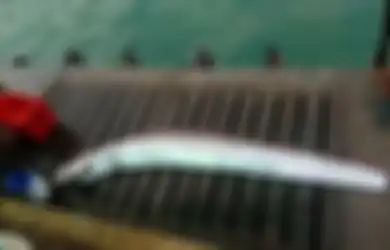 Ikan 'Penanda' Gempa dan Tsunami Fukushima Tertangkap Nelayan, Warga Peru Siaga Gempa dan Tsunami