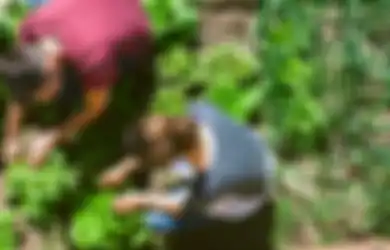Kehabisan Sayuran, Mulai Tanam Sayur-sayuran Ini di Rumah Selama Corona, Mudah Dipraktikkan!
