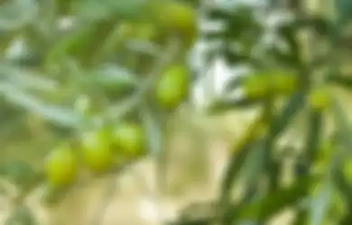 Selain dari Dokter, Penderita Leukemia Bisa Mencoba Obat Herbal Ini