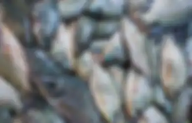 Disukai Banyak Orang, Siapa Sangka Ikan Gurih dan Lezat Ini Jadi Pemicu Kanker dan Mengandung Zat Kimia