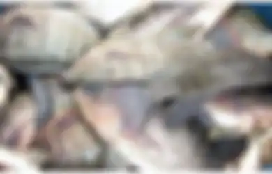 Sering Dikonsumsi Hingga Diternak di Indonesia, Ikan Jenis ini Ternyata Kurang Baik Untuk Kesehatan, Bisa Picu Kanker