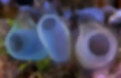 Mengenal Sea Squirt, Hewan Kecil Elastis yang Menyerap Polusi Plastik Lautan