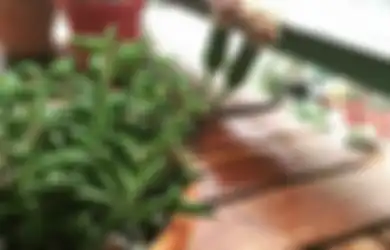 Kebangetan Baru Tau, Ternyata Minyak Goreng Bisa Buat Ulat Tanaman Terkapar Tak Berdaya, Begini Caranya!