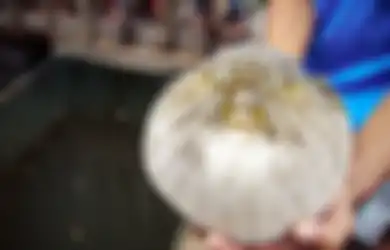 Satu Keluarga Tewas Keracunan Setelah Makan Ikan Buntal, Ini Efek pada Tubuh Orang yang Nekat Memakan Ikan Buntal