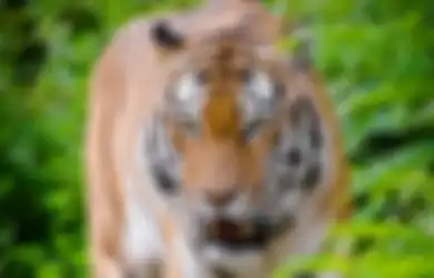 Sedang Mandi, Warga Riau Ini Tewas  Diterkam Harimau, Saat Ditemukan Hanya Ini Bagian yang Tersisa Dari Jasadnya