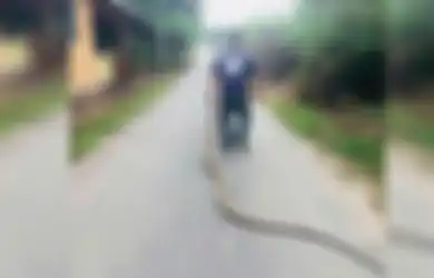 Raja Ular yang Taklukkan Ular Kobra Sepanjang 4 Meter dengan Tangan Kosong Ini Justru Dikecam oleh Petugas Satwa Liar, Mengapa?