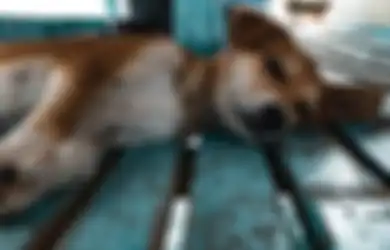 TEGAS Pemkab Sukoharjo Larang Jual Daging Anjing, Berani Langgar Denda Rp 50 Juta!