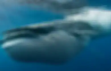 Bak Kisah Nabi Yunus, Pria ini Ditelan Hidup-hidup Oleh Ikan Paus dan Berhasil Keluar Selamat dengan Cara ini