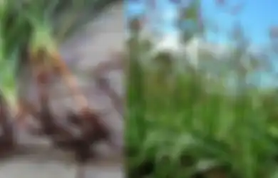 Biasanya Hanya Menjadi Hama Siapa Sangka Rumput Teki Punya Manfaat Bagi Kesehatan Kulit