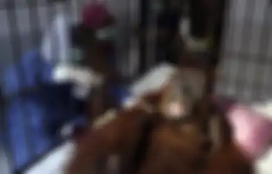 Masih Ingat Orangutan yang Dihujani 74 Peluru? Dokter Bilang Kemungkinan Besar Ia Akan Buta 