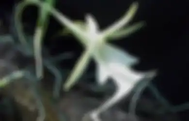 Tumbuh Secara Tiba-tiba, Ini Dia Tanaman Anggrek Hantu Tanpa Daun