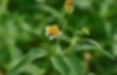 Mampu Sembuhkan Berbagai Penyakit, Tanaman Ini Berbunga Sepanjang Tahun!