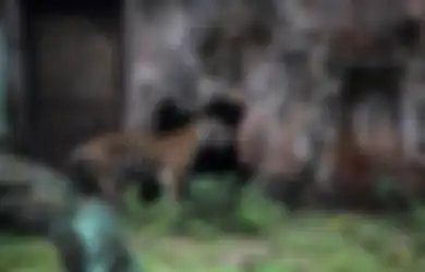 Viral Video Harimau Sumatera yang Terlihat Kurus Kering dengan Perut Kempis, Koordinator Kebun Binatang Angkat Bicara: Tak Sebesar Harimau Lain, Lebih Langsing