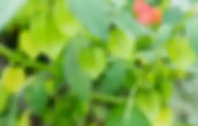 Dulu Bisa Mudah Ditemukan di Pinggir Sawah, Kini Harganya Luar Biasa, Ternyata Air Rebusan Tanaman Obat ini Ampuh Cegah Komplikasi Diabetes, Begini Cara Bikinnya