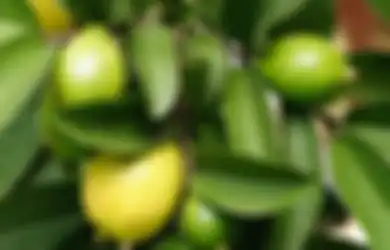 5 Manfaat Hebat dari Daun Jambu Biji, Atasi Diabetes Hingga Kolesterol