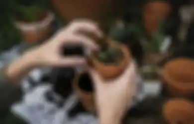 Kerap Terabaikan, Kenali Tanda Tanaman Hias Anda Perlu Diganti