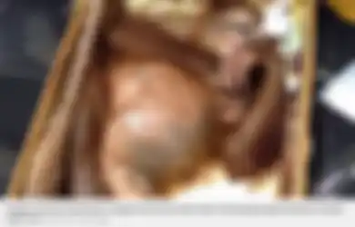 Orangutan dari Jawa Dibius dan Dimasukkan ke Dalam Kopor oleh Turis Asal Rusia yang Berusaha Menyelundupkannya