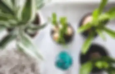 Sering Dibuang, Air Cucian Beras Ternyata Punya Manfaat Luar Biasa bagi Tanaman, Begini Cara Pakainya