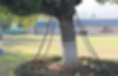 Dirantai 120 Tahun, Ini Dia Alasan Mengejutkan Kenapa Perwira Militer Tidak Melepaskan Pohon Ini
