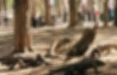 Anggota DPR RI: Jangan Sampai Pulau Komodo Berubah Jadi Pulau Mang Dodo