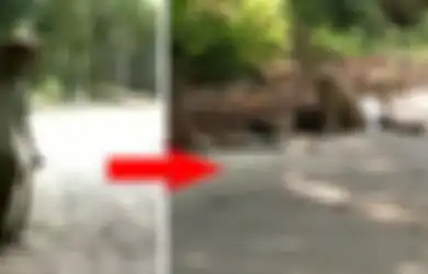 Nekat Pegang Ular King Kobra dengan Tangan Kosong, Beberapa Detik Kemudian Pria Ini Tewas