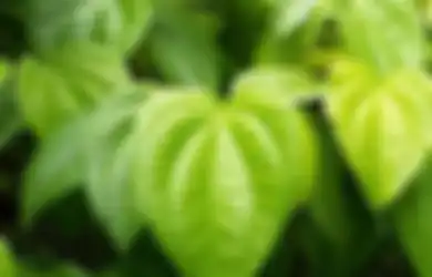 Biasanya Hanya Digunakan untuk Bersihkan Mata dan Organ Kewanitaan, Ternyata Daun Sirih Anpuh Bersihkan Tangan dari Kuman Bahkan Lebih Ampuh Daripada Hand Sanitizer, Begini Cara Membuatnya