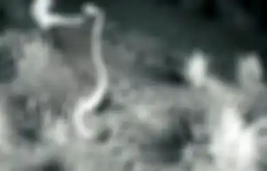 Video Tikus Ninja Keluarkan Tendangan Kungfu Menghajar Ular Derik Berbisa
