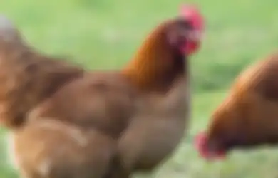 Rp 4 Miliar Menghampiri Pemilik Ayam Ini Setelah Kesal Selama 5 Tahun Ayamnya Itu Tidak Pernah Bertelur, Ternyata Ada 'Benda Alami' Ini Saat Disembelih