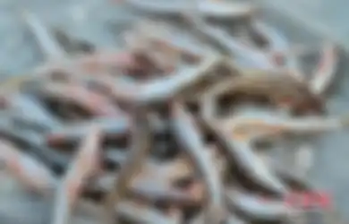 Meski Enak dan Sehat, Anda Tak Boleh Makan Ikan Jika Alami Kondisi Ini