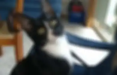 Ajaib, Meski Telah Tergiling di Dalam Mesin Cuci Selama 30 Menit, Kucing Ini Masih Hidup Tanpa Cedera