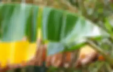 Siapa Sangka, Daun Pisang Memberi 8 Manfaat Luar Biasa Bagi Kesehatan dan Kecantikan