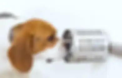 Studi: Anjing Bisa Mencium Bau Kanker dengan Mengendus Darah, Bahkan Akurasinya 97%!