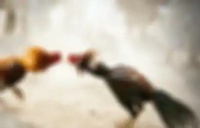 Aneh Tapi Nyata, Seekor Ayam Bersenjatakan Belati Menusuk Polisi Sampai Mati di Filipina, Bagaimana Ceritanya?
