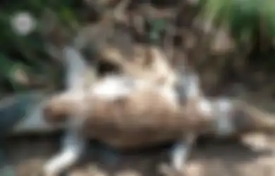 Akibat Terganggu Dengan Suara Sound yang Terlalu Keras, Seekor Buaya Mati dalam Kondiri Mengenaskan