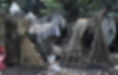 Mayat-Mayat Dibiarkan Membusuk di Tanah, Tradisi Pemakaman Trunyan Bali Ini Ternyata Milik Penduduk Asli Bali Sebelum Kedatangan Majapahit, Namun Begini Asal-Usul Tradisinya