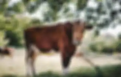 Seret Sapi Tetangganya ke Semak-semak, Seorang Pensiunan 68 Tahun Kemudian Lakukan Hal Menjijikkan Ini, 'Saya Melakukannya untuk Kesenangan'