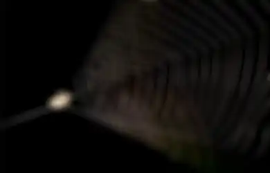(Video) Lebih Cepat dari Cheetah, Ini Detik-detik Laba-laba ini Meluncur Menerkam Mangsanya