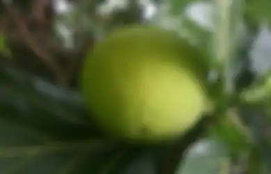 Pasti Nyesel karena Baru Tahu, Buah Roti Ini Ternyata Punya Segudang Khasiat Baik bagi Tubuh Jika Rutin Dimakan Setiap Hari