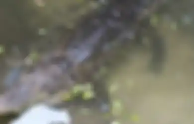 Susah Payah Tangkap Buaya Sepanjang 6 Meter yang Dikira Memangsa Bocah, Warga Justru Terkejut Saat Bedah Isi Perutnya dan Temukan Hal Ini