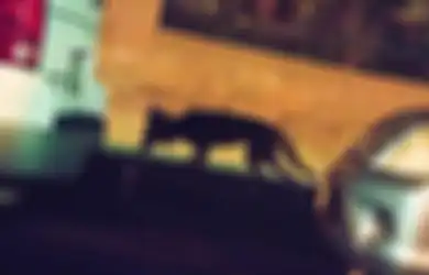 Perkumpulan Sekte Misterius atau Anjing Hutan? Ilmuwan Selidiki Kasus Brutal Pembunuhan Kucing
