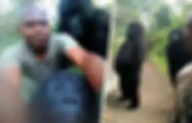 Dikenal Buas, Gorila-gorila Liar Justru Mau Berpose Demi 'Selfie' dengan Orang-orang Luar Biasa Ini, Lucu!