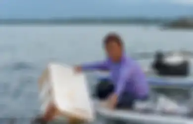 Lagi, Menteri Susi Lepasliarkan Benih Lobster Senilai Rp37 Miliar yang Upaya Penyelundupannya Berhasil Digagalkan Pemerintah