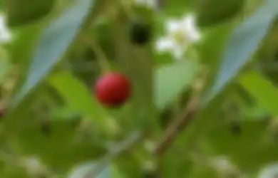 Harga Buah Ini Sekilo Hampir Setengah Juta Rupiah, Manfaatnya Ternyata Sangat Luar Biasa Bagi Tubuh