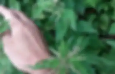 Sering Demam, Pria Ini Berhasil Sembuh Hanya dengan Rutin Menggosokan Daun Tanaman Liar Ini