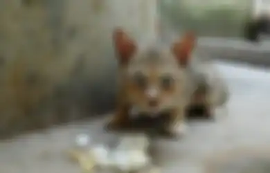 Memilih Makanan Kucing Enggak Boleh Sembarangan! Perhatikan Hal Ini!